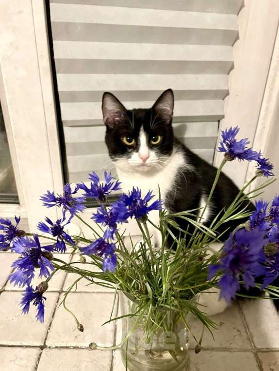 Кошки в Москве: Шакшука, кошка из мультика Девочка, Бесплатно - фото 3