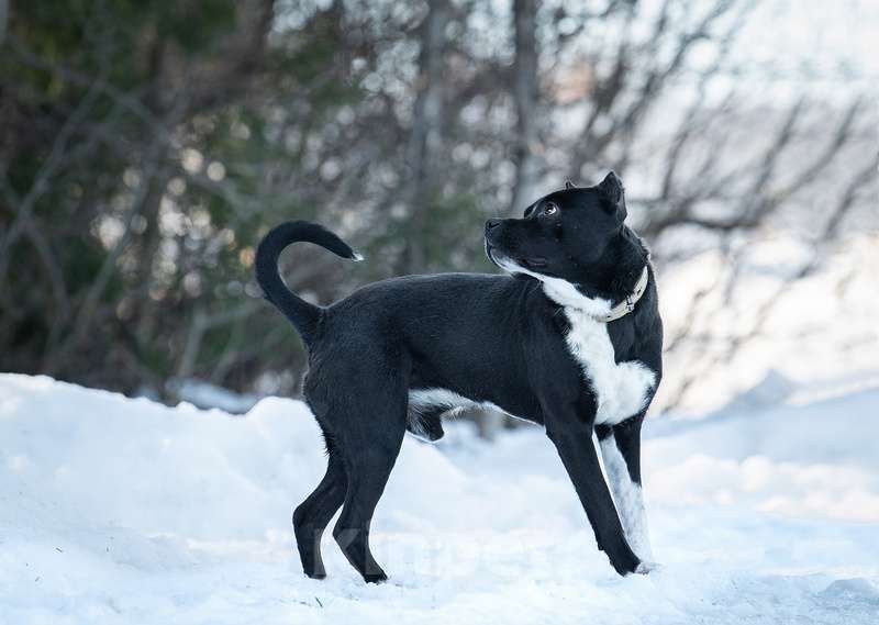Собаки в Москве: Питбуль Пит в добрые руки Мальчик, Бесплатно - фото 2