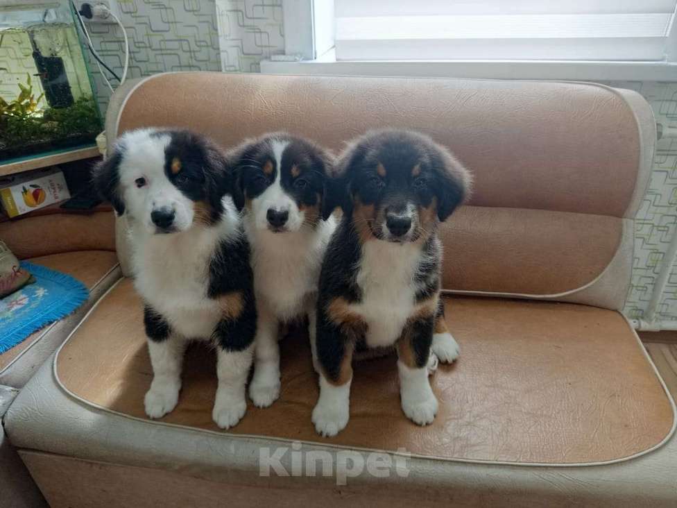 Собаки в Бикине: Очеровательная малышка  Девочка, 50 000 руб. - фото 3