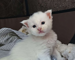 Кошки в Севастополе: Мэйн-кун полидакт котенок Мальчик, 35 000 руб. - фото 1