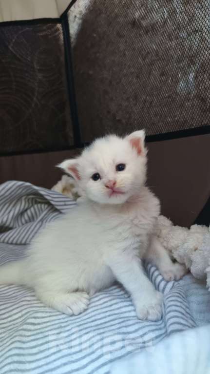 Кошки в Севастополе: Мэйн-кун полидакт котенок Мальчик, 35 000 руб. - фото 1