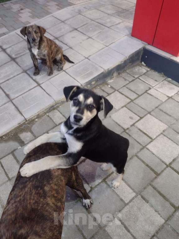 Собаки в других городах Краснодарского края: Щенки в добрые руки Девочка, Бесплатно - фото 1