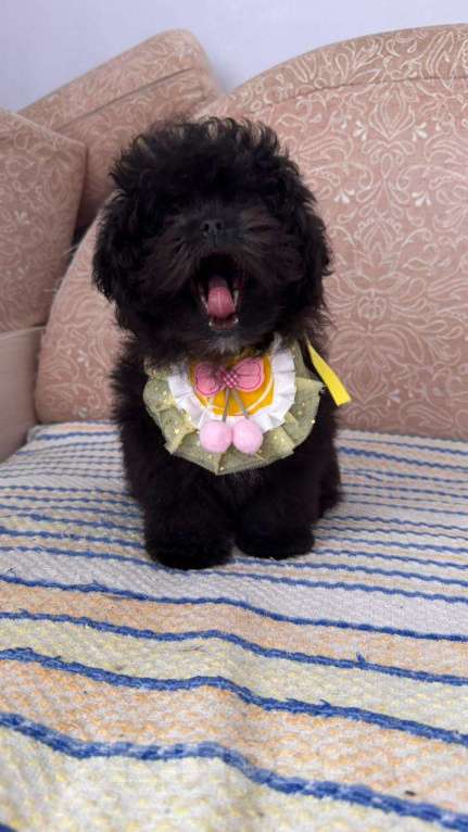 Собаки в Воронеже: Очаровательная девочка мальтипу( помапу) Девочка, 60 000 руб. - фото 2