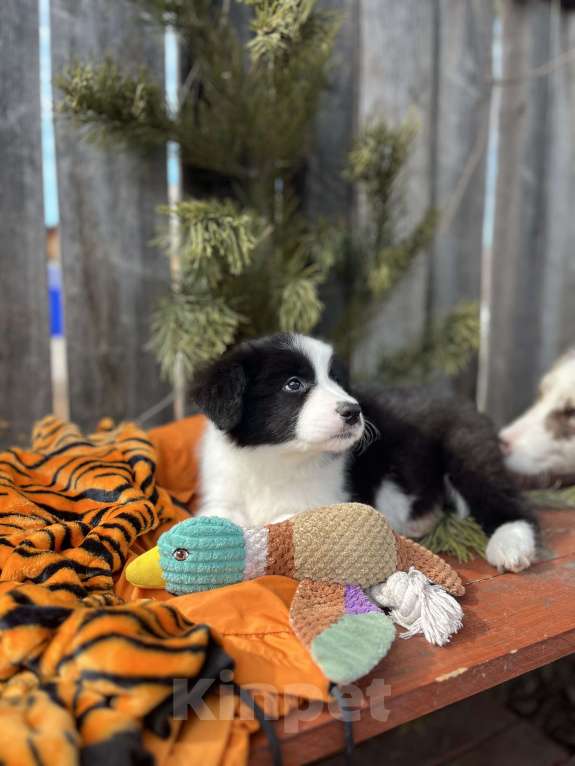 Собаки в других городах Алтайского края: Щенок Бордер Колли Мальчик, 130 000 руб. - фото 6