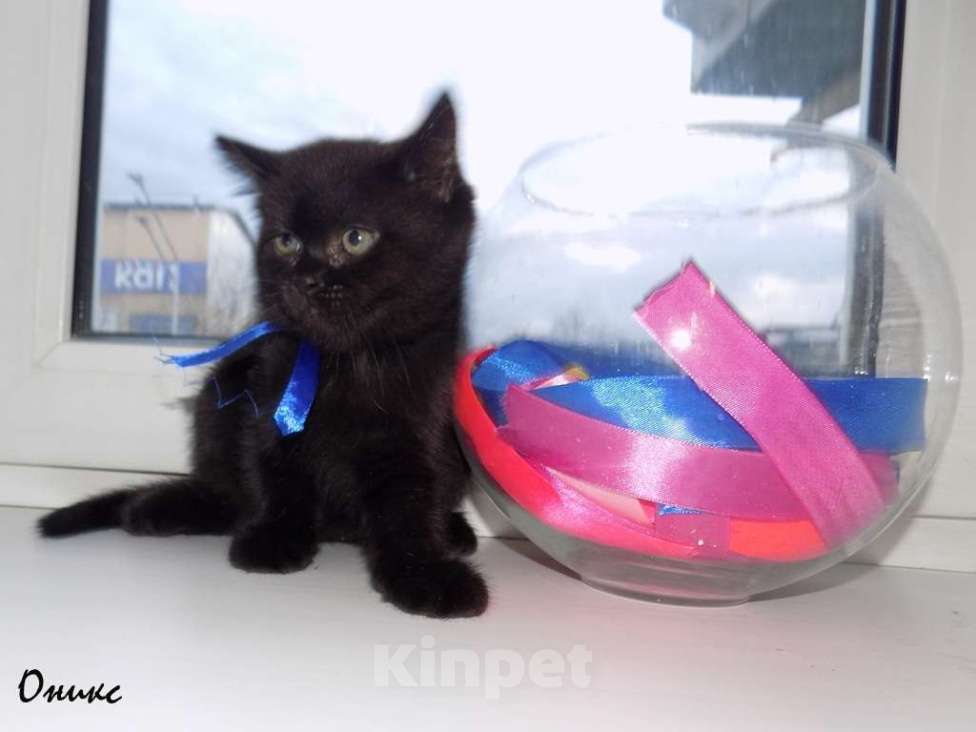 Кошки в Москве: Бомбейские котята Девочка, 15 000 руб. - фото 4