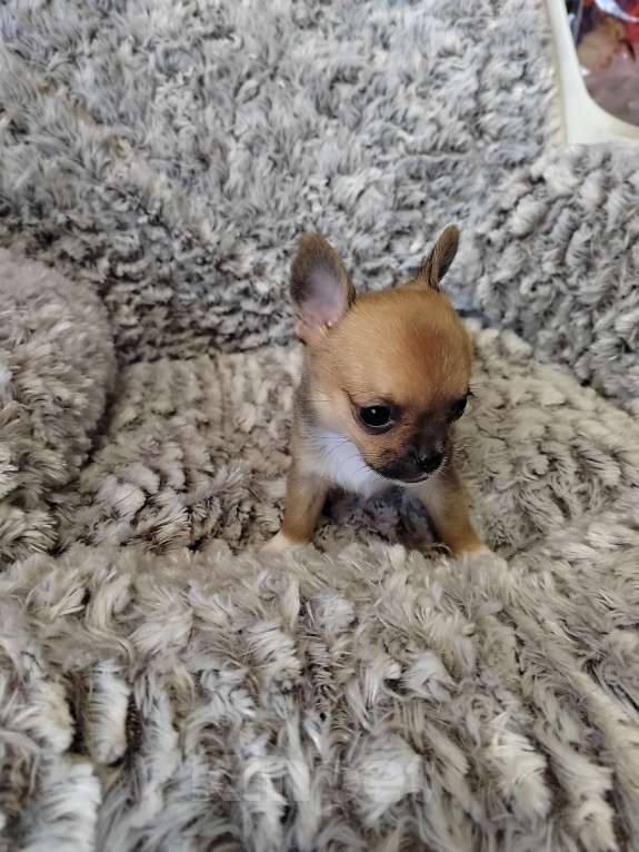 Собаки в Зеленограде: Чихуахуа мини девочка Девочка, 40 000 руб. - фото 3