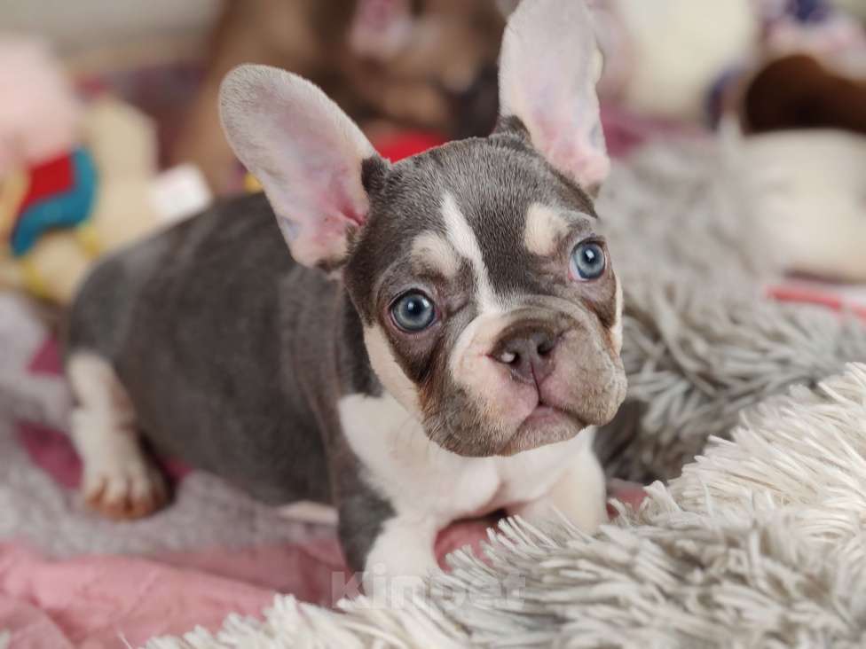 Собаки в Санкт-Петербурге: Шикарная шоколадная девочка Девочка, 50 000 руб. - фото 10