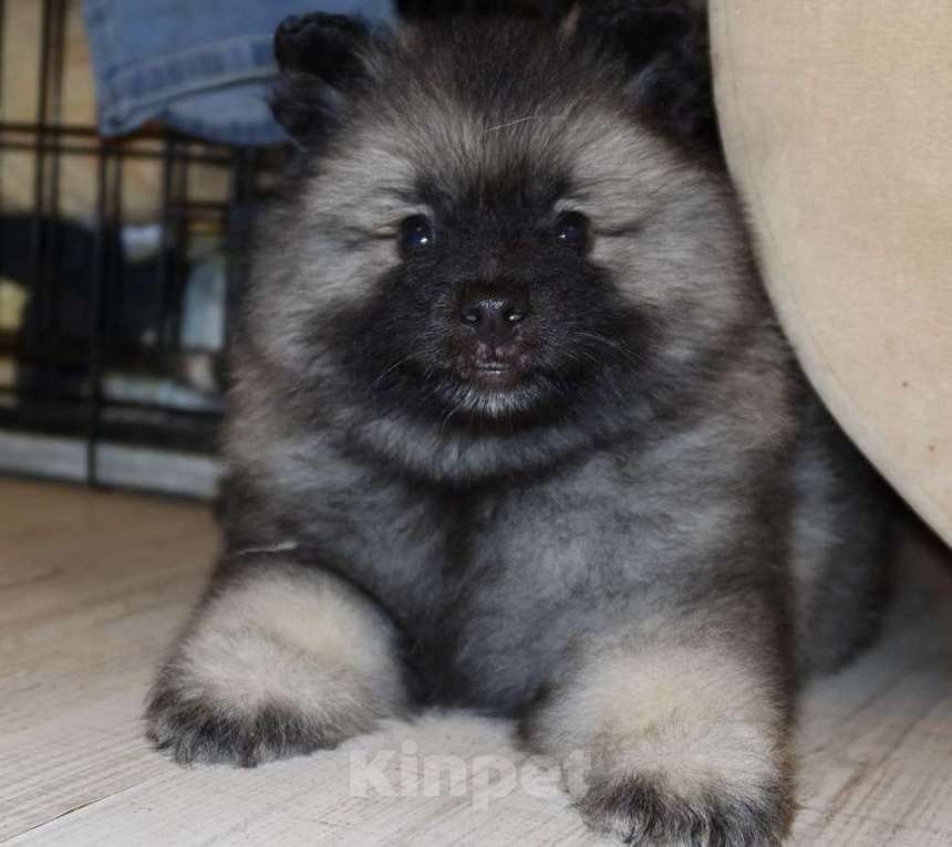 Собаки в Москве: Орион Звездный Из Воронцовского Дворца  Мальчик, 100 000 руб. - фото 1