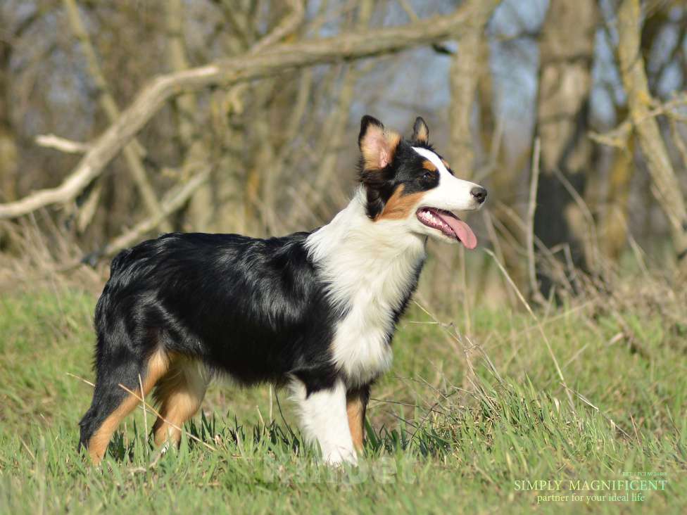 Собаки в других городах Московской области: Щенок австралийской овчарки Девочка, Бесплатно - фото 2