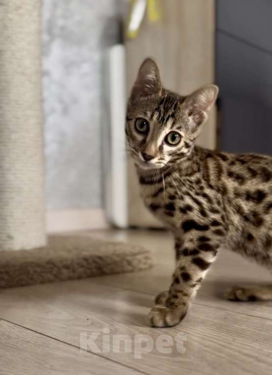 Кошки в Екатеринбурге: Внучка, Азиатского леопардового кота!!! Девочка, 70 000 руб. - фото 2