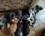 Кошки в Саратове: котята-мейн-куны Девочка, 10 000 руб. - фото 3