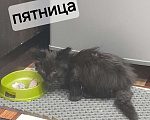 Кошки в Курске: Котенок Пятница Мальчик, Бесплатно - фото 1
