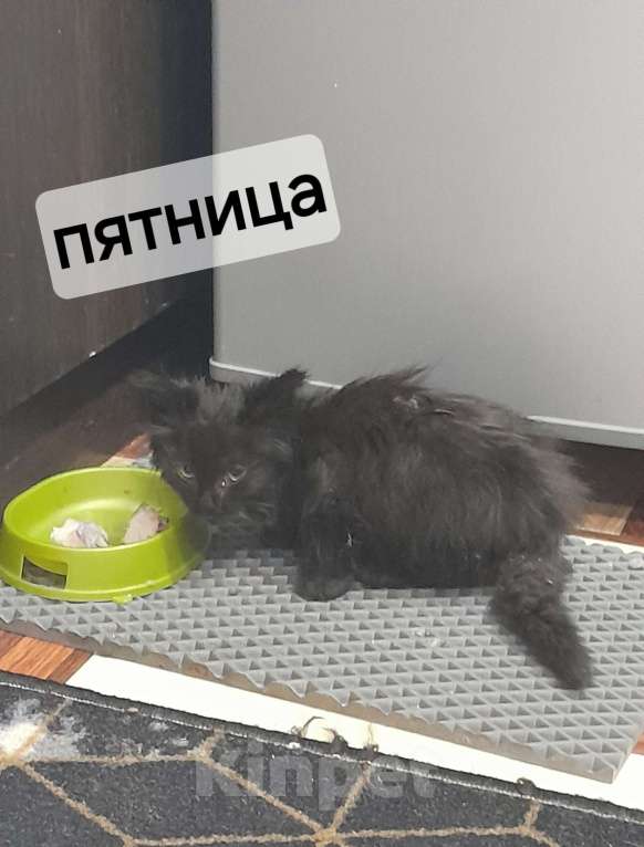 Кошки в Курске: Котенок Пятница Мальчик, Бесплатно - фото 1