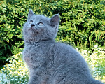 Кошки в Пензе: Британские котята Девочка, 3 500 руб. - фото 7