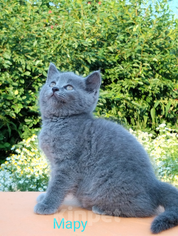 Кошки в Пензе: Британские котята Девочка, 3 500 руб. - фото 7