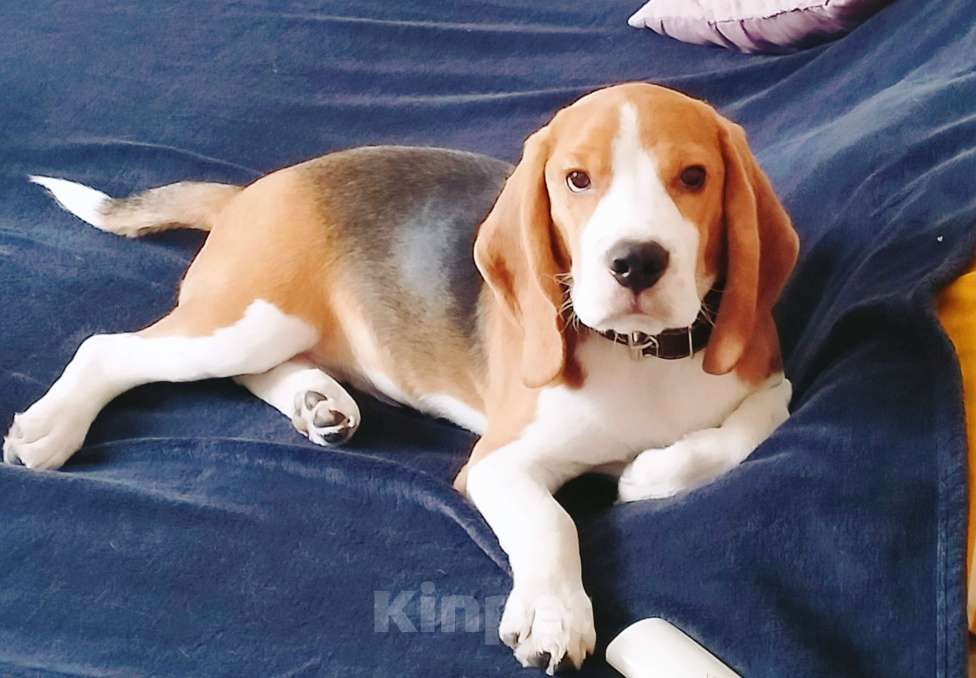 Собаки в Барнауле: Продам Бигля Мальчик, 25 000 руб. - фото 5