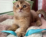 Кошки в Рыбинске: Шотландские котята Девочка, 15 000 руб. - фото 6