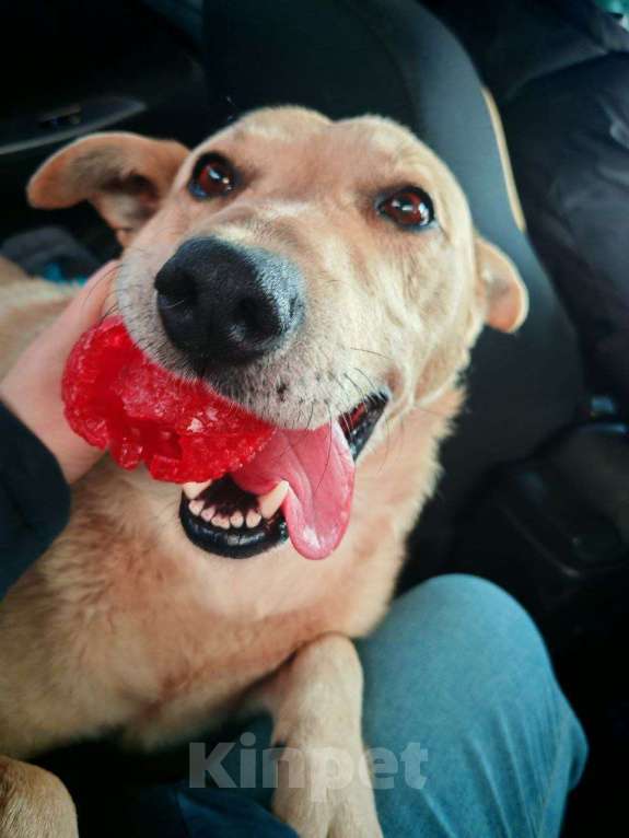 Собаки в Москве: Лапус самый человекооренированный пёс на свете! Мальчик, Бесплатно - фото 2