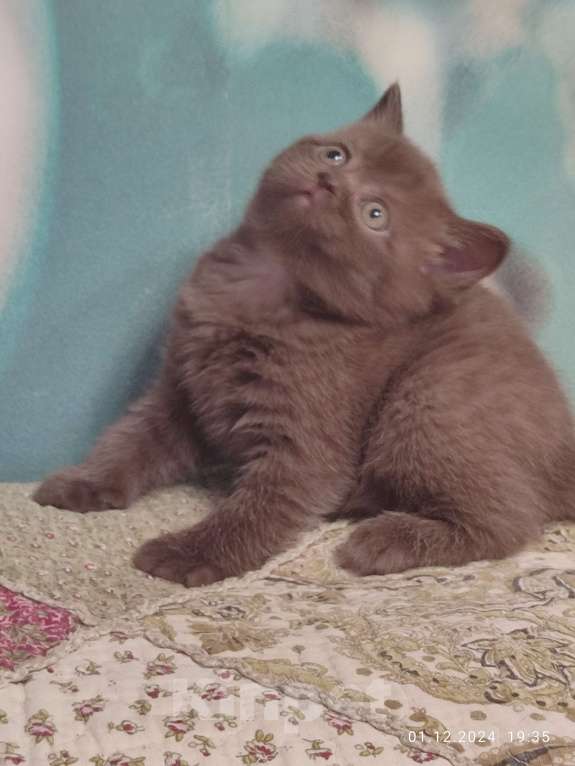Кошки в Москве: Шоколадная девочка Девочка, 20 000 руб. - фото 5