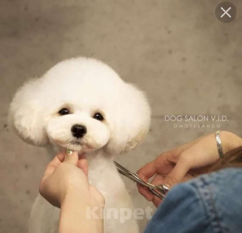 Собаки в Пушкино: Амилия Девочка, 75 000 руб. - фото 2