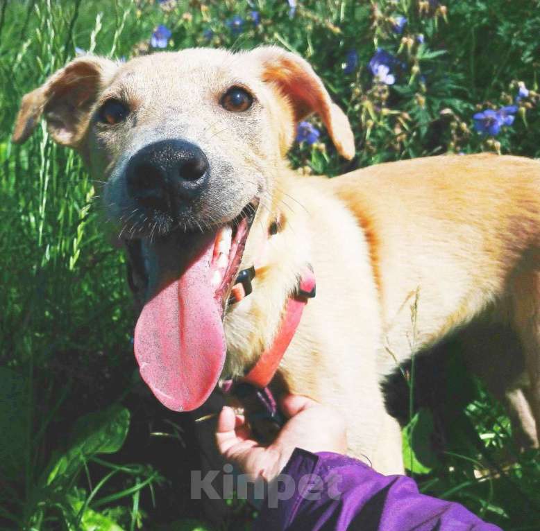 Собаки в Санкт-Петербурге: Две золотые королевишны ищут дом Девочка, Бесплатно - фото 5