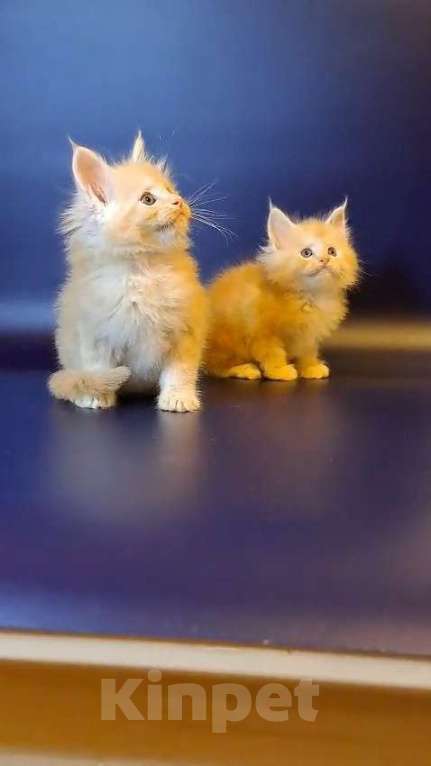 Кошки в Уфе: Котёнок Мейн-кун  Мальчик, 50 000 руб. - фото 3