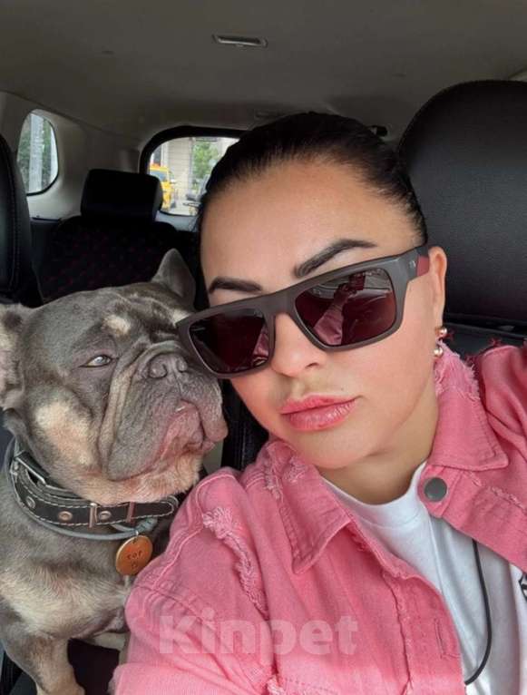 Собаки в Лобне: Вязка, кобель, чемпион РФ. Окрас лилово - подпалый  Мальчик, 20 000 руб. - фото 2