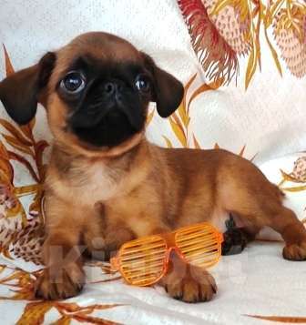 Собаки в Москве: рыжий мальчик пти брабансона 2 мес. Мальчик, 45 000 руб. - фото 1