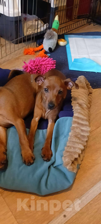 Собаки в Москве: Щенкок цвергпинчера Девочка, 50 000 руб. - фото 3