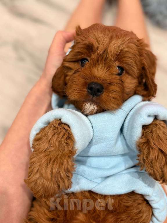 Собаки в Москве: Кавапу щенок мальчик Мальчик, 85 000 руб. - фото 5