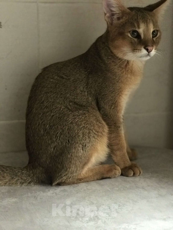 Кошки в Магнитогорске: Мальчишка сын камыша Мальчик, 60 000 руб. - фото 3