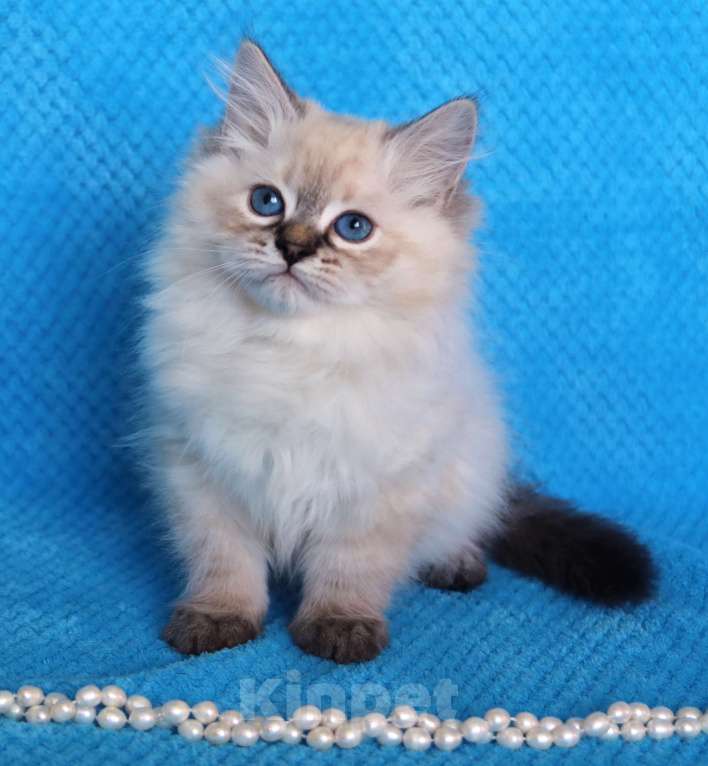 Кошки в Москве: Котик Добрыня Мальчик, 50 000 руб. - фото 4