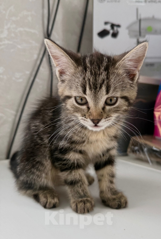 Кошки в Москве: Котенок в добрые руки Девочка, Бесплатно - фото 2