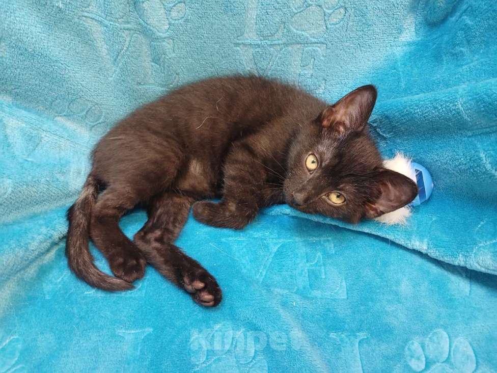 Кошки в Санкт-Петербурге: Черный игривый котёнок ищет дом Девочка, Бесплатно - фото 3