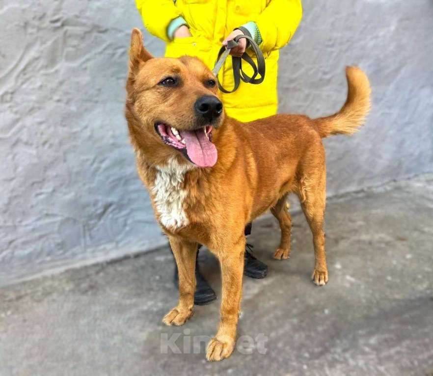 Собаки в Балашихе: Рыжее Счастье в добрые руки Мальчик, Бесплатно - фото 1