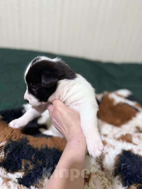 Собаки в других городах Московской области: Бейли Девочка, 100 руб. - фото 5