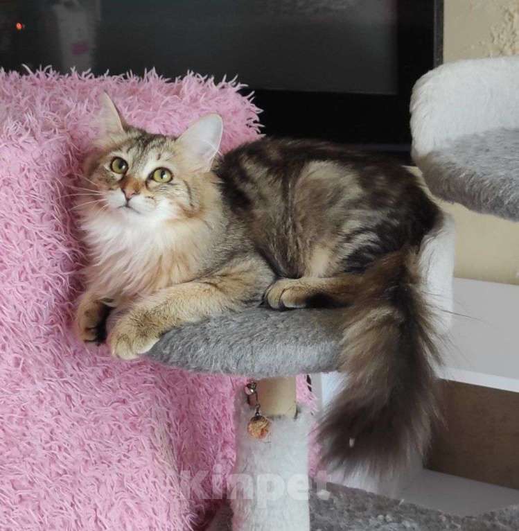 Кошки в Новосибирске: Werba Девочка, 50 000 руб. - фото 5