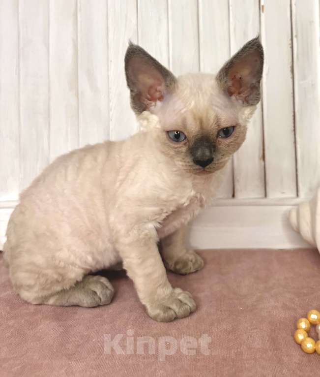 Кошки в Ростове-на-Дону: Котенок Девон-рекс Мальчик, 80 000 руб. - фото 2