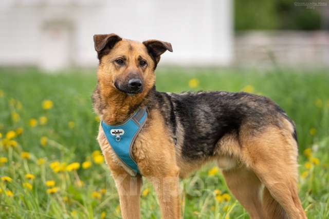 Собаки в Москве: Дарси - преданное сердце тает в приюте Мальчик, Бесплатно - фото 2