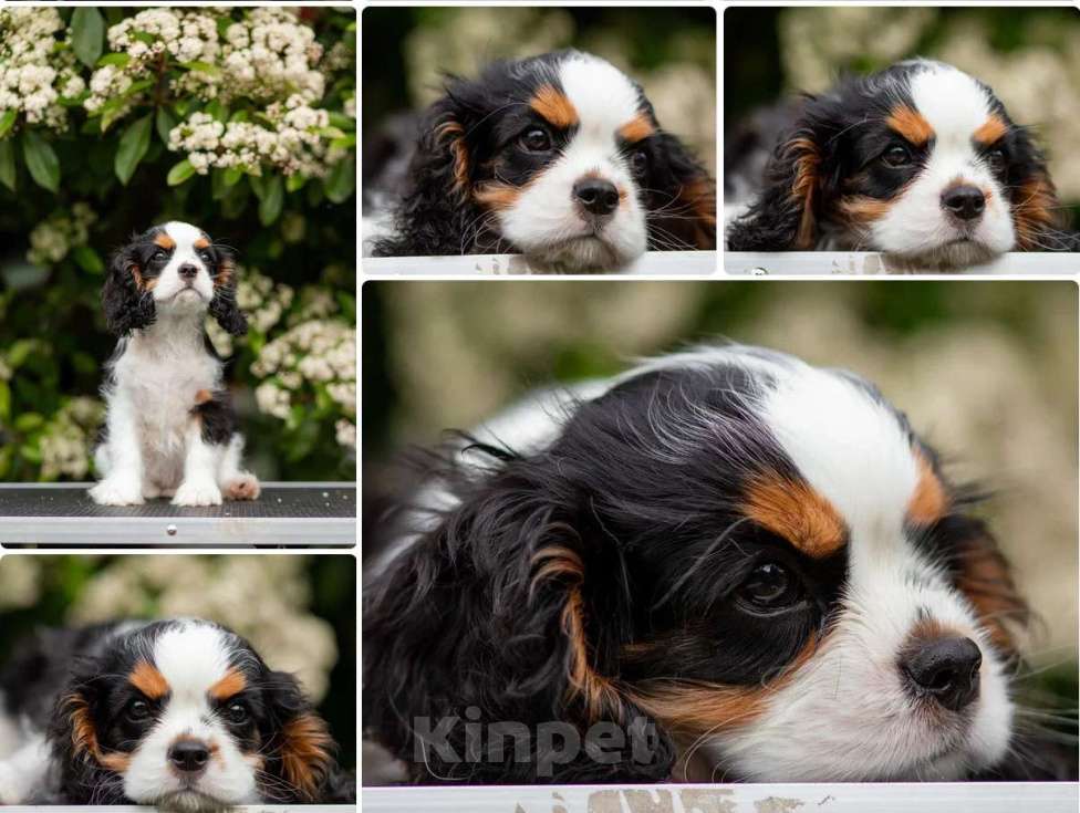 Собаки в других городах Краснодарского края: Кавалер Кинг Чарльз  Мальчик, 90 000 руб. - фото 2