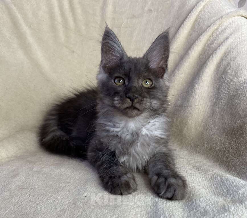 Кошки в Дмитрове: Черная дымчатая девочка мейн кун Wlasta Девочка, 30 000 руб. - фото 6
