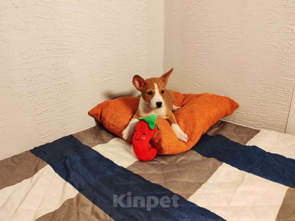 Собаки в Москве: Мальчик Басенджи  Мальчик, 40 000 руб. - фото 2