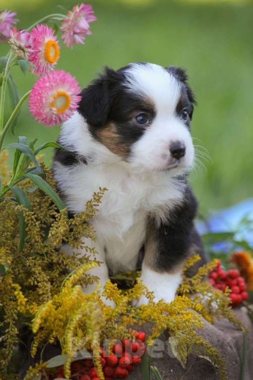 Собаки в других городах Московской области: эксклюзивная девочка Девочка, Бесплатно - фото 3