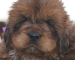 Собаки в Екатеринбурге: щенок Тибетского Мастифа Мальчик, 120 000 руб. - фото 4