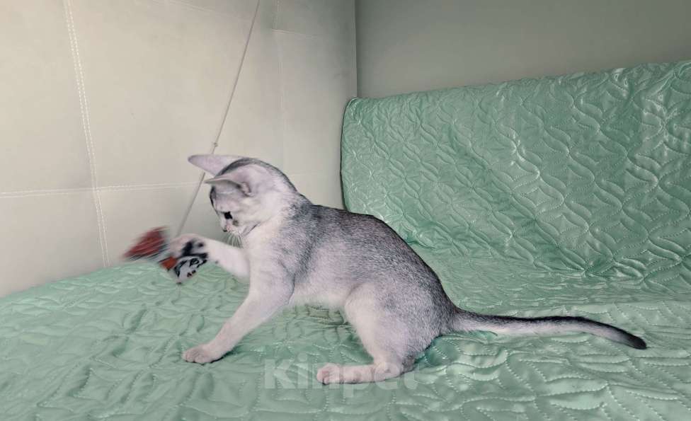Кошки в Тюмени: Красивый котенок аби серебро Мальчик, 55 000 руб. - фото 7
