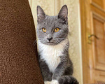 Кошки в Москве: Котёнок Тима (Тимофей) Мальчик, Бесплатно - фото 4