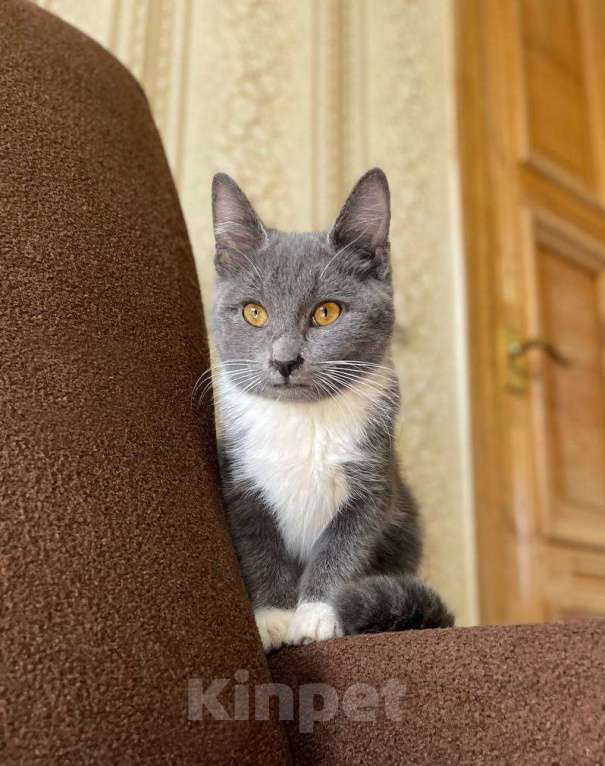 Кошки в Москве: Котёнок Тима (Тимофей) Мальчик, Бесплатно - фото 4