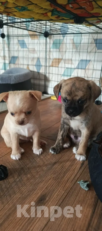 Собаки в Челябинске: Чихуахуа Мальчик, 25 000 руб. - фото 3