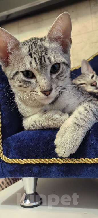Кошки в Санкт-Петербурге: Котёнок Мау Ермак Мальчик, 50 000 руб. - фото 4