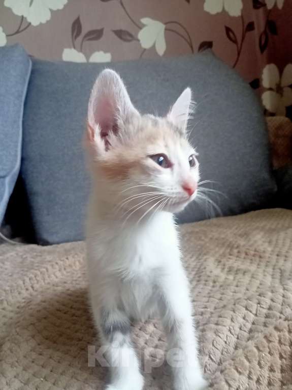 Кошки в Тольятти: Котята  Девочка, 1 руб. - фото 6